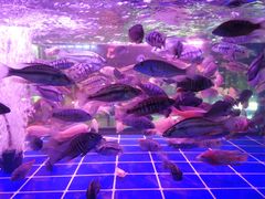 -中环花鸟鱼虫市场