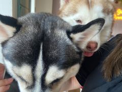 -Husky Go! 哈士奇体验馆·宠物咖啡厅狗咖