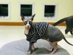 -猫和宫(六道口店)