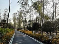 -合肥滨湖国家森林公园