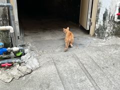 -赤坎老街