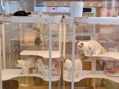 -翊宠yipet猫狗购宠庄园犬舍•猫舍