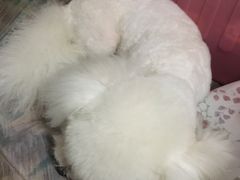 -康乐宝动物医院