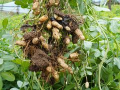 -庞各庄翠芳园西瓜蔬菜基地采摘园