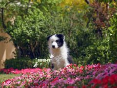 -超宠爱宠物摄影-Super pet