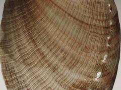 -青岛贝壳博物馆