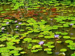 -中国科学院西双版纳热带植物园