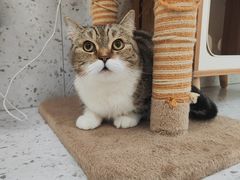 -喵园·猫主题咖啡厅·撸猫·猫咖(国贸店)