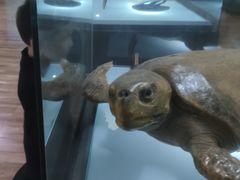 -陕西自然博物馆