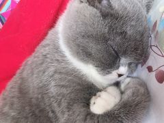 -猫大福·Fortune Cat猫舍(百子湾店)