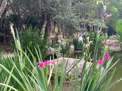 -深圳仙湖植物园