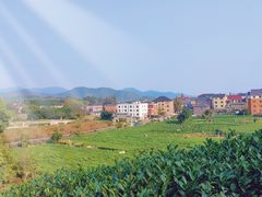-龙坞茶村