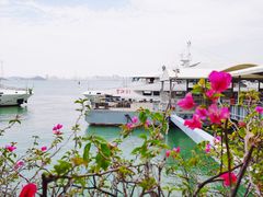 -厦门邮轮中心厦鼓码头(轮渡站)