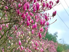 -铁山坪森林公园