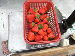-大自然农场蔬菜草莓采摘园