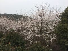 -香雪海