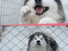 -宠物寄养训练学校