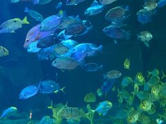 -成都浩海立方海洋公园