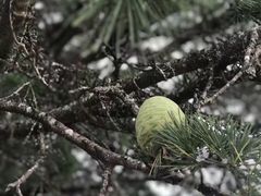 -费瑟代尔野生动物园