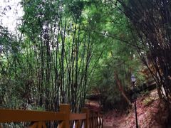 -广州市流溪河国家森林公园