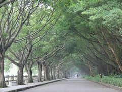 -大湾区中央湿地公园