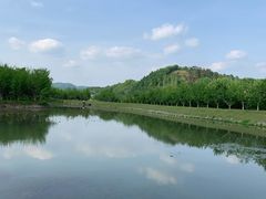 -千年银杏谷文化旅游区