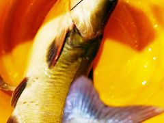 铁锅炖鲶鱼-粗粮人家·东北菜(洋桥店)