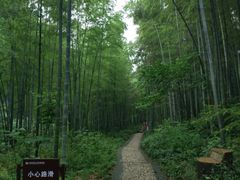 -镇江市南山风景名胜区竹林景区