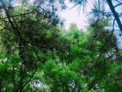 -大兴滨河森林公园