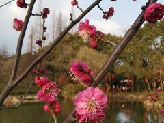 -无锡梅园公园