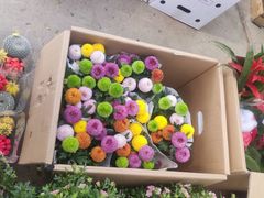-中环花鸟鱼虫市场