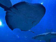 -珠海长隆海洋王国
