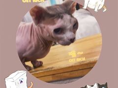 -猫小院猫主题咖啡厅(北锣店)