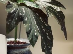 -花鸟鱼虫鲜花绿植市场(玉泉路店)