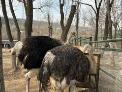 -青藏高原野生动物园