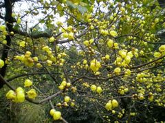 -三圣花乡旅游区