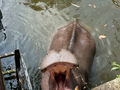 -海南热带野生动植物园