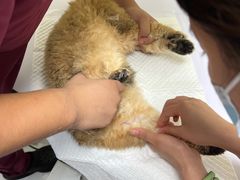 -纳吉亚猫专科动物诊疗中心(蒋宅口分院)