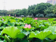 -光明港公园