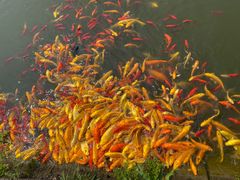 -武汉紫薇都市田园