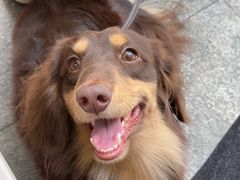 -帕帕拉兹宠物(亚洲旗舰店)