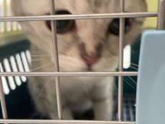 -瑞鹏宠物医院·夜间急症·心超·猫科(祖庙分店)