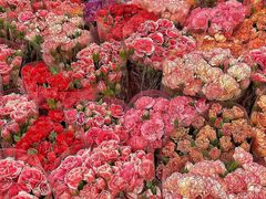 -双季花艺园艺市场(浦东店)