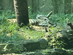 -北京野生动物园