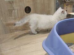 -BABIT巴比特宠物(MOMOPARK店)