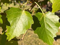 -吉野家(567漫天地店)