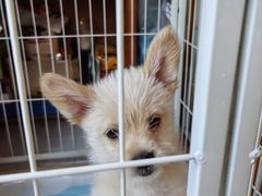 -顺强宠物诊所·狂犬免疫·夜诊·骨科(嘉定店)
