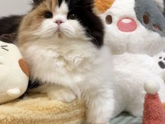 -南京宠物基地·宠物狗宠物猫售卖(南京店)