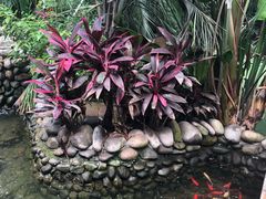 -北京呀路古热带植物园