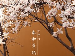 -龙华寺